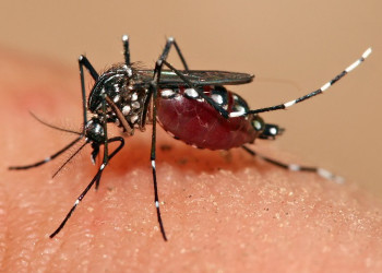 Governo deve investir aproximadamente R$1,5 milhão no combate ao Aedes aegypti