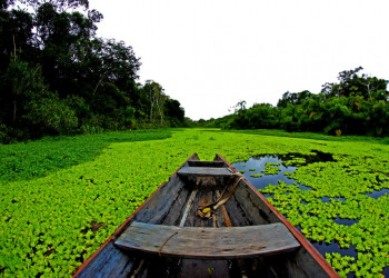Reserva no Amazonas zera desmatamento e é considerada modelo no mundo