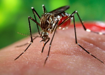 Teresina registra quinta morte por Chikungunya, diz FMS