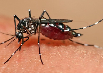 Piauí inicia 2023 com redução nas notificações de dengue, zika e chikungunya