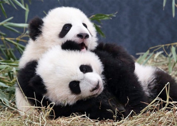 Pandas-gigantes deixam 'lista vermelha' de extinção