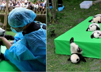 China apresenta ao mundo mais 23 filhotes de panda gigante nascidos em cativeiro