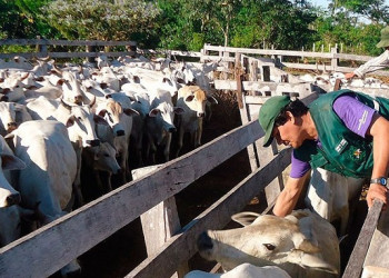 Campanha de vacinação contra a febre aftosa é prorrogada no Piauí