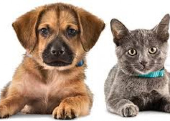 Médicos-veterinários dão 8 dicas de cuidado com os pets