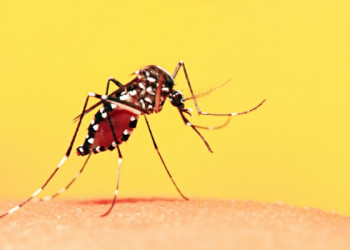 Número de casos prováveis de dengue neste ano já supera o total de 2023