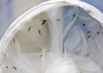 Governo liberou recursos para segunda fase de combate ao Aedes Aegypti