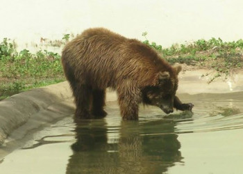 Zoobotânico de Teresina tem o maior recinto para ursos no Brasil