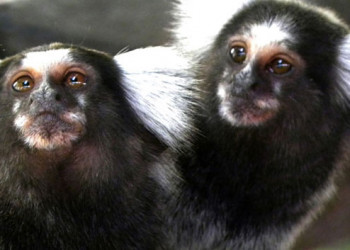 SP tem 10 casos suspeitos de febre amarela após morte de macacos