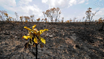 Dia Mundial da Água: Cerrado pode perder quase 34% da água até 2050