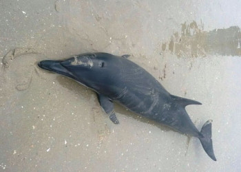 Golfinho é encontrado morto em praia de Luís Correia