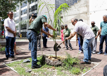 Praças Rio Branco e Pedro II ganham novas árvores