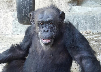 Chega ao Brasil primeira chimpanzé libertada por habeas corpus