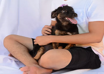 Universitários fazem ensaio fotográfico com cães e gatos para incentivar adoção em Teresina