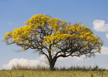 UESPI e SEMAR realizam consulta pública para escolha de árvore símbolo do Piauí