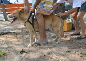 Cães e gatos da zona rural de Teresina serão vacinados neste sábado (24)