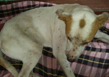 CFMV pede abertura de processo ético contra profissional preso na  rinha de cães