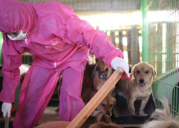 Coreia do Sul fecha maior matadouro de cães do país