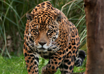 Monge vai meditar na floresta e acaba morto por leopardo
