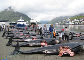 Caça de baleias será retomada no próximo ano no Japão