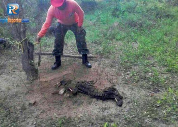 Cão é encontrado morto após ser abandonado e amarrado em árvore