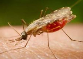 Em apenas três meses Roraima confirma 5.750 casos de malária