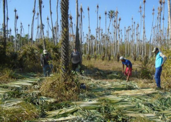 Seis empresas do Piauí estão na 'Lista Suja' do trabalho escravo