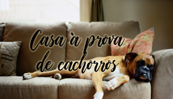 Casa à prova de cachorros