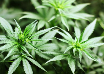 Governo de SP regulamenta fornecimento de cannabis medicinal pelo SUS