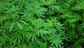 Impacto do uso de maconha na memória episódica