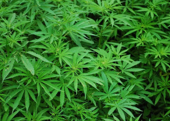 STF suspende julgamento sobre descriminalização do porte de drogas