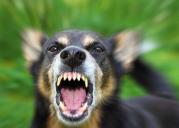 Centro de Zoonoses monitora caso de raiva canina em Teresina