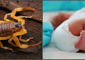 Recém-nascida de três dias é picada sete vezes por escorpião