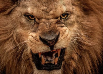Homem morre após entrar em jaula de leões em zoológico na Índia