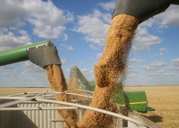 Soja e milho impulsionam aumento da produção de grãos do Piauí