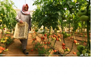Fazendeiros de Gaza usam tecnologia verde para melhorar os meios de subsistência