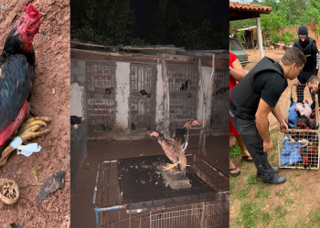Polícia desmonta rinha de galo e resgata aves na zona Sudeste