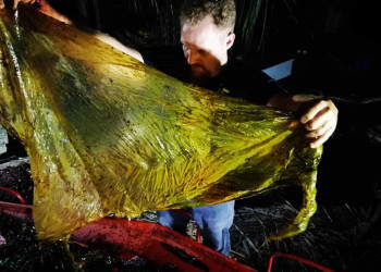 Baleia é encontrada morta com 40 kg de plástico no estômago