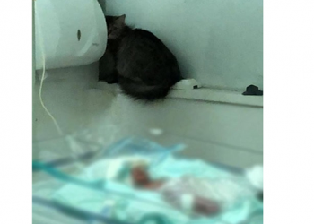 Gato aparece em foto ao lado de bebê prematuro na MDER