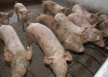 Peste suína preocupa produtores; Piauí 16 focos da doença confirmados