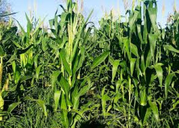 Governo Federal aprova aquisição de milho para programa da CONAB