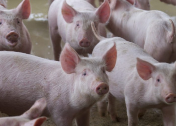 Peste suína pode prejudicar exportações de grãos