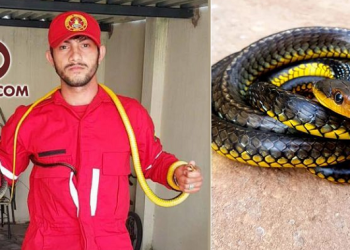 Duas cobras são capturadas dentro de residência em Piripiri