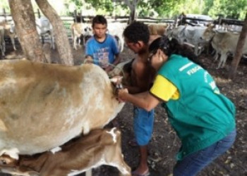 Piauí atinge a meta de imunização contra a febre aftosa de 97,13%