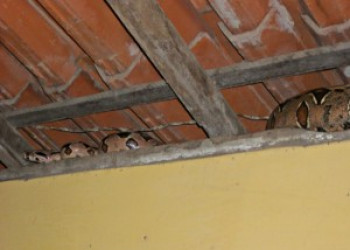 Cobras Invadem Casas e Causam Medo na População em Buriti dos Lopes