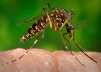 Teresina registra duas mortes por Chikungunya, confirma FMS