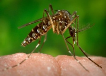 Infecção por chikungunya pode desencadear doença reumática crônica