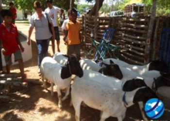 Codevasf investe em caprinovinocultura nas bacias do São Francisco, Pa