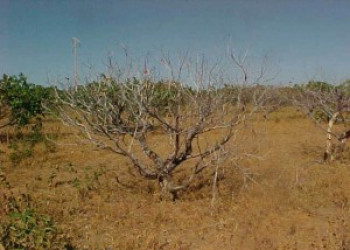 Monitoramento aponta leve aumento da área com seca no Piauí em julho