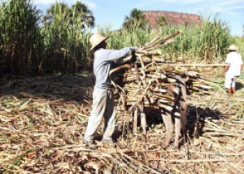 Falta de investimento limita produção de açúcar no Brasil