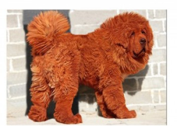 Cão mastife-tibetano, é o mais caro do mundo e vale mais de R$ 2,5 mil